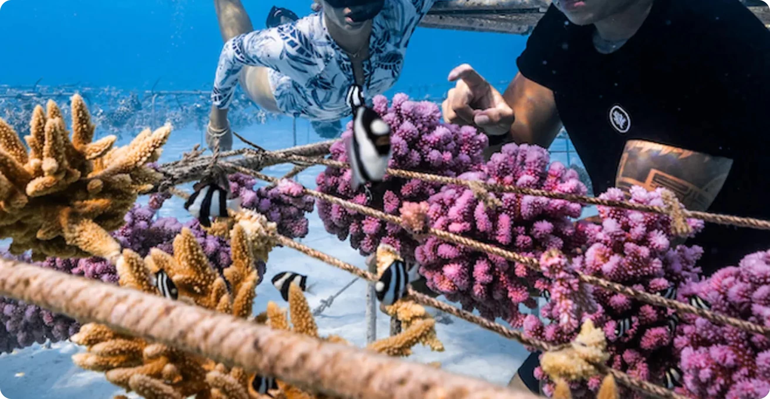 Coral restoration